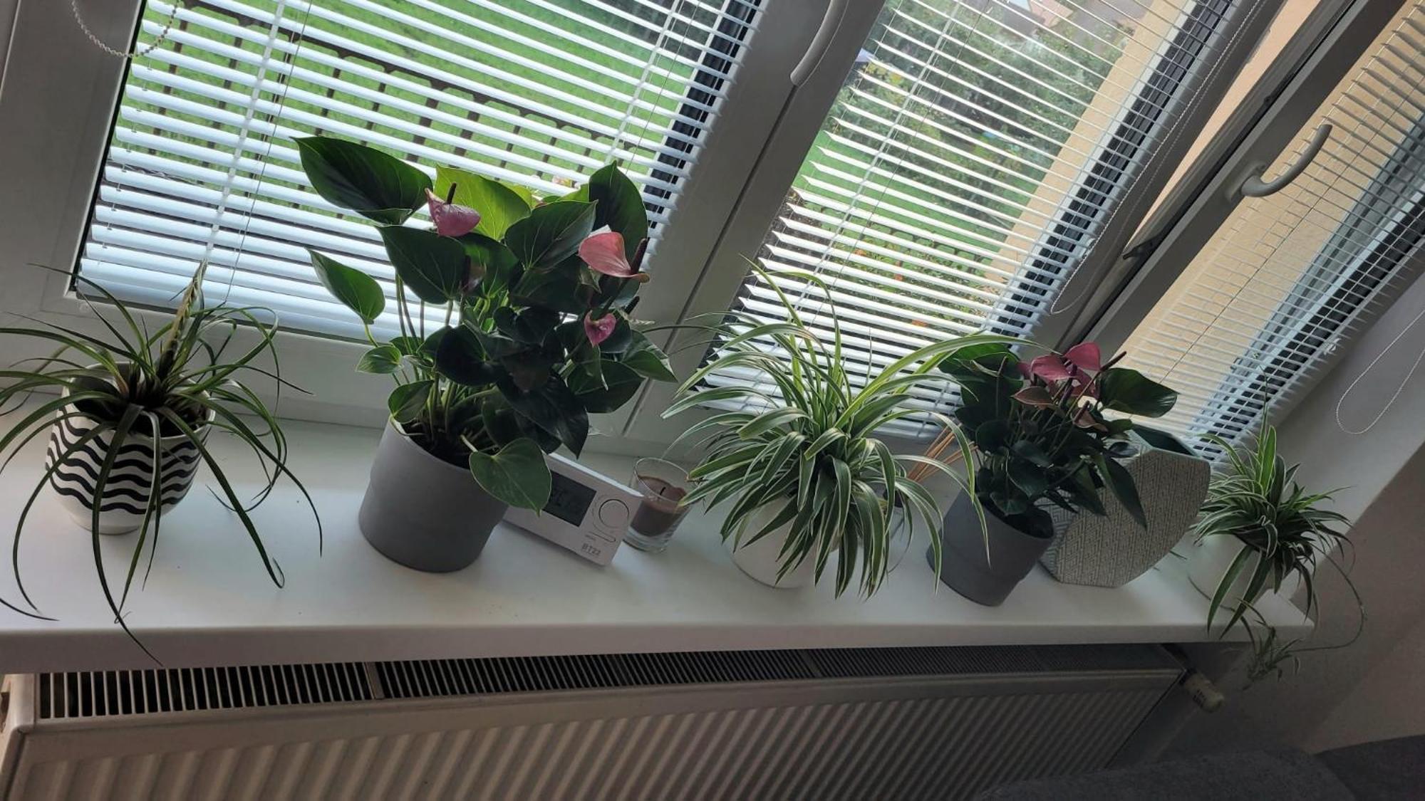 Novy Apartman Eva Jičín Eksteriør bilde